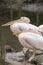 pelicans at Jihlava ZOO, Czech Republic