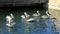 Pelicans at Key West