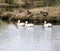 Pelicans on lake with geese