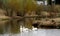 Pelicans on lake with geese