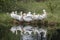 Pelicans on lake with geese