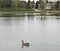 Pelicans on lake with goose