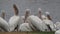 Pelicans by a lake near Louisiana State University