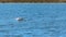 Pelicans at Lake Richmond is an important ecosystem for thrombolites and waterbirds