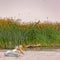 Pelicans at Lake Utah against grasses and sky