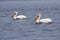 Pelicans on Lake of the Woods