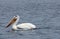 Pelicans on Lake of the Woods