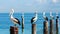 Pelicans in a line on posts in the Water