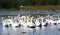 Pelicans in marsh