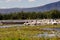 Pelicans in marsh