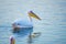 Pelicans in the migrating bird center of Mishmar Hasharon Reservoir