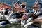 Pelicans with mouths open