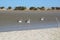 Pelicans at Murchison river mouth. Kalbarri. Western Australia. Australia