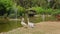 Pelicans near the lake