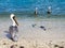 Pelicans at Ojanjestad Aruba a caribbean island in the Dutch An