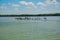 Pelicans and other birds sit in the river. Rio Lagartos, Yucatan, Mexico