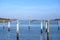 Pelicans and other birds sitting on poles at the beach.