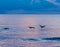 Pelicans over a Purple Sea