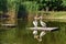 Pelicans or Pelecanus onocrotalus rest on a wooden bridge in a pond