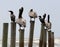 Pelicans perched on poles