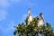 Pelicans perched in a tree in the Florida Everglades