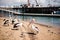 Pelicans on Phillip Island in Victoria, Australia