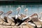 Pelicans on Phillip Island in Victoria, Australia