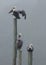 Pelicans on pilings foggy morning