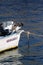 Pelicans posing on a small fishing boat