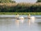 Pelicans on Potcoava de Sud lake, Danube Delta, Romania