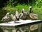 Pelicans relaxing on wooden float.