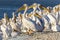 Pelicans resting