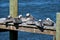 Pelicans resting on dock