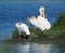 Pelicans Resting On Grass At Edge Of Lake