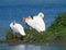 Pelicans Resting On Grass At Edge Of Lake