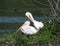 Pelicans Resting On Grass At Edge Of Lake