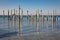 Pelicans Resting on old Pilings