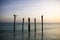 Pelicans resting on Poles