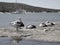 Pelicans resting on the rocks of Gantheaume Bay, Kalbarri