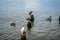 Pelicans resting on wooden logs.