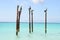 Pelicans resting on wooden poles, Aruba, Caribbean
