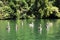 Pelicans on river Dulce near Livingston