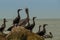 Pelicans on a rock at the sea