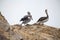 Pelicans on the rocks on Ballestas Islands, Paracas