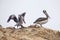 Pelicans on the rocks on Ballestas Islands, Paracas