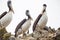 Pelicans on the rocks on Ballestas Islands, Paracas