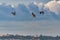 Pelicans at Safety Bay foreshore is an important ecosystem for waterbirds