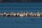 Pelicans on a sand bar in a lake as Laughing Gulls swim nearby