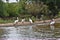 Pelicans on sandbar
