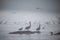 Pelicans on a sandbar in the fog